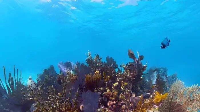 Guardians of the Reef - Cover Image